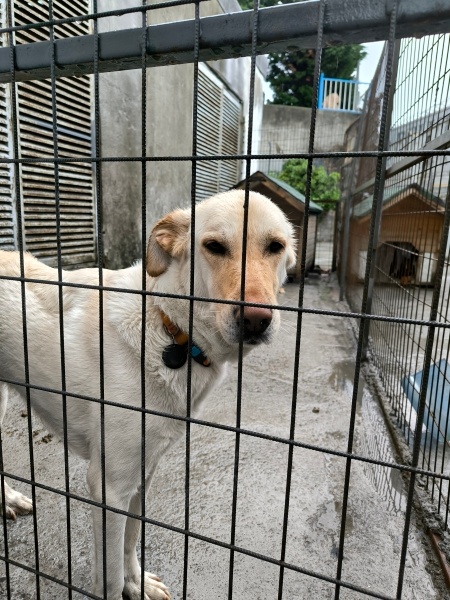 Labrador Retriever, Köpek  Lessie fotoğrafı