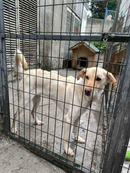 Labrador Retriever, Köpek  Lessie fotoğrafı