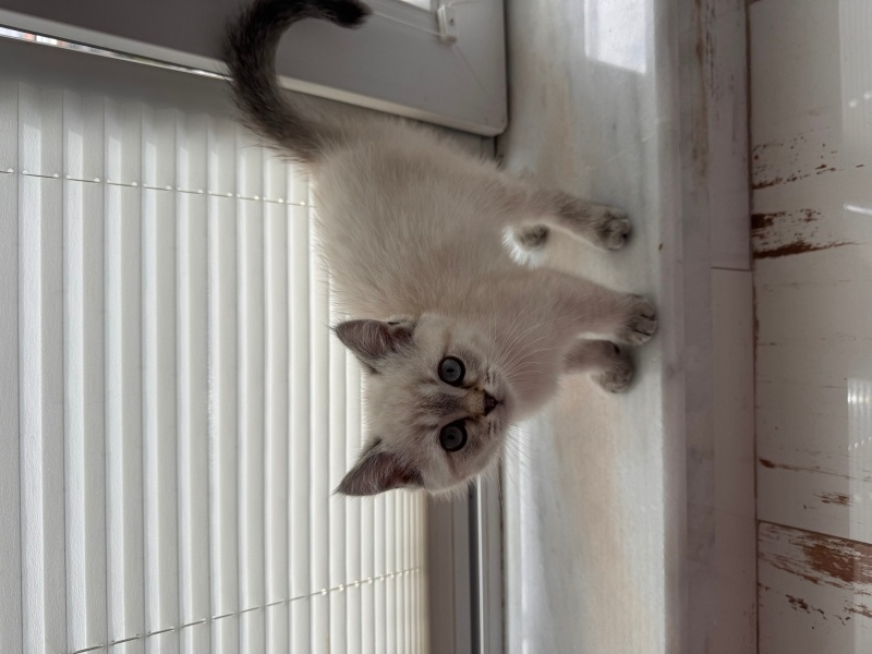 British Longhair, Kedi  Pamuk fotoğrafı