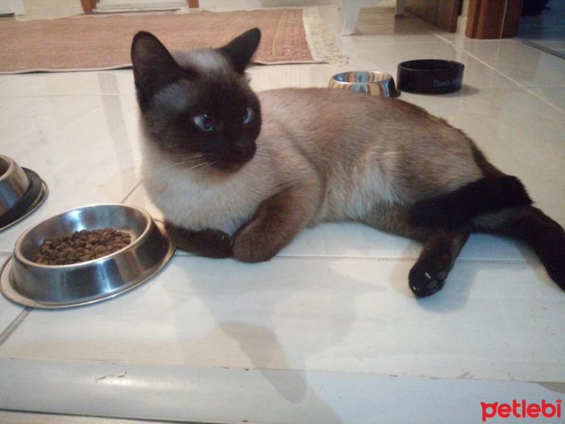 Siyam Kedisi, Kedi  Dila fotoğrafı