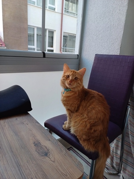 Sarman, Kedi  Pafi fotoğrafı