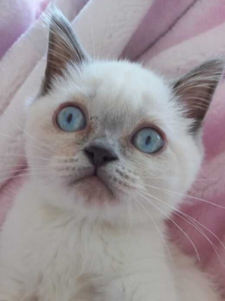 British Shorthair, Kedi  Milan fotoğrafı