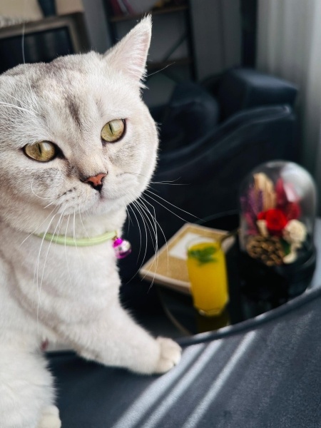 British Shorthair, Kedi  Paşa fotoğrafı