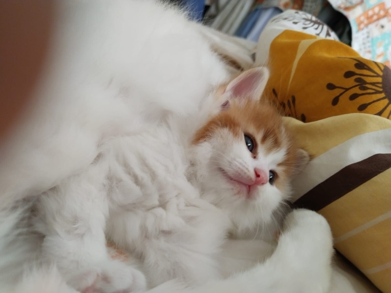 Tekir Kedi, Kedi  Çitlenbik fotoğrafı