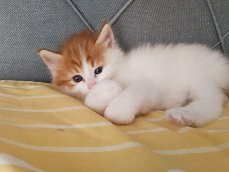 Tekir Kedi, Kedi  Çitlenbik fotoğrafı
