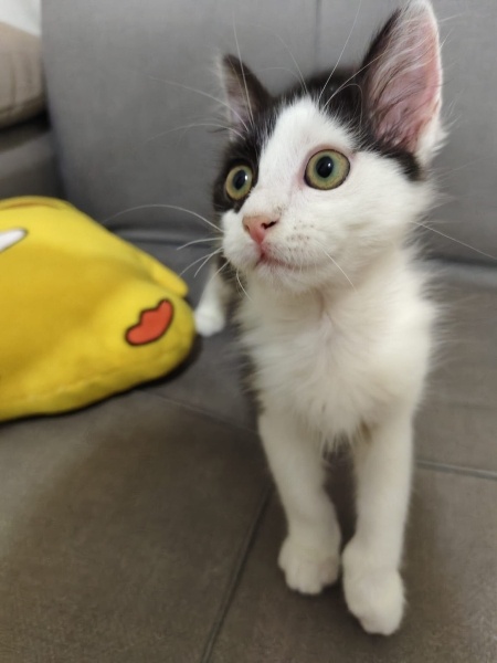 Tuxedo (Smokin) Kedi, Kedi  Coco fotoğrafı