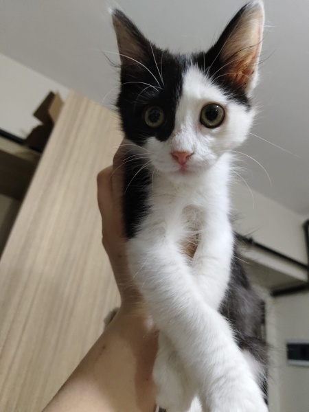 Tuxedo (Smokin) Kedi, Kedi  Coco fotoğrafı