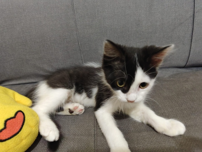 Tuxedo (Smokin) Kedi, Kedi  Coco fotoğrafı