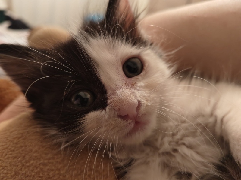 Tuxedo (Smokin) Kedi, Kedi  Coco fotoğrafı