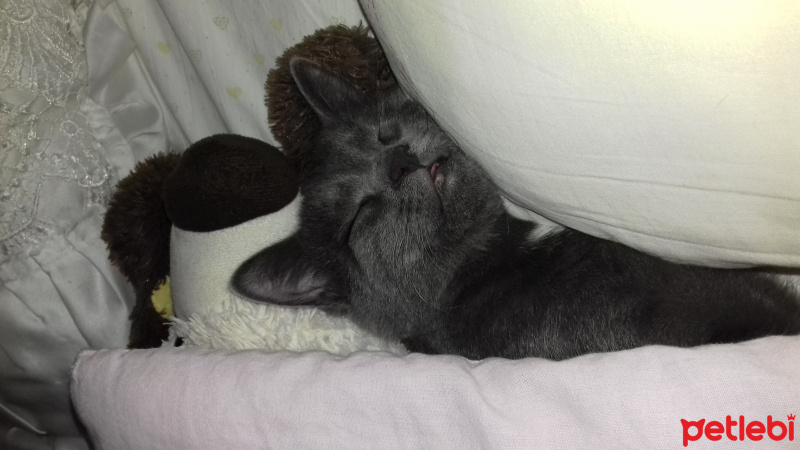 British Shorthair, Kedi  Venüs fotoğrafı
