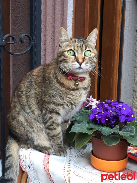 Tekir Kedi, Kedi  Mıncır fotoğrafı