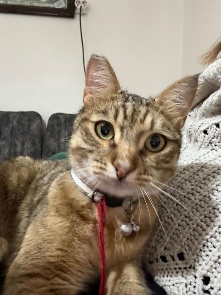 Tekir Kedi, Kedi  hamur fotoğrafı