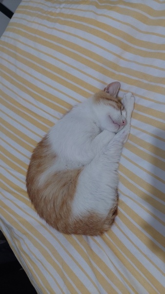 Sarman, Kedi  Kitty fotoğrafı
