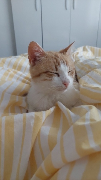 Sarman, Kedi  Kitty fotoğrafı