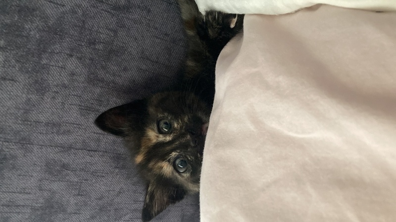 Tekir Kedi, Kedi  Kömür fotoğrafı