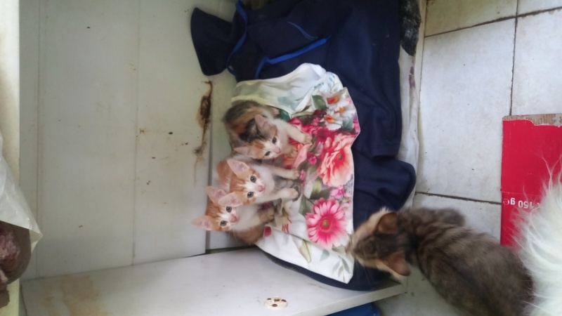 Tekir Kedi, Kedi  Garip fotoğrafı