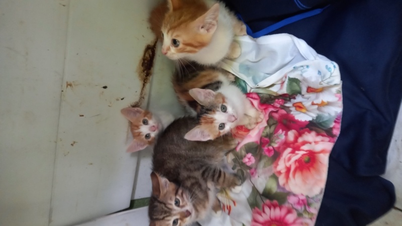 Tekir Kedi, Kedi  Garip fotoğrafı