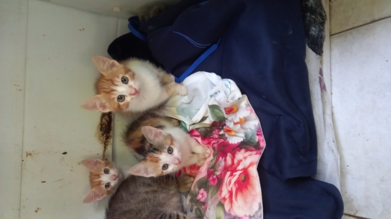 Tekir Kedi, Kedi  Garip fotoğrafı