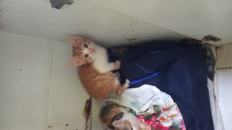 Tekir Kedi, Kedi  Garip fotoğrafı