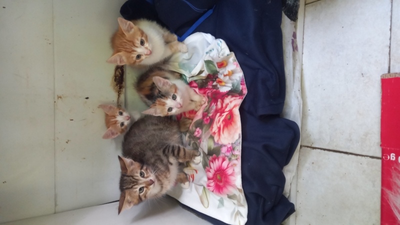 Tekir Kedi, Kedi  Garip fotoğrafı
