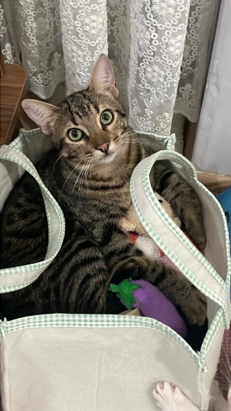 Tekir Kedi, Kedi  Minik fotoğrafı