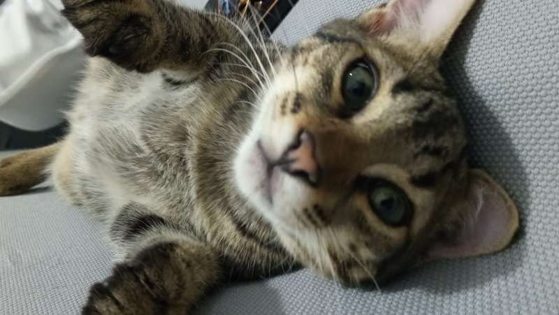 Tekir Kedi, Kedi  Minik fotoğrafı