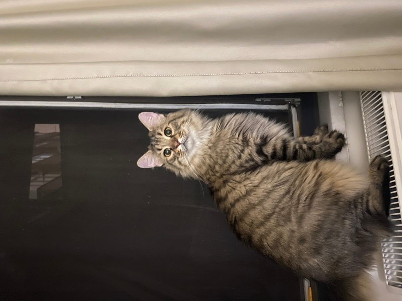 Norwegian Forest, Kedi  Puffy fotoğrafı