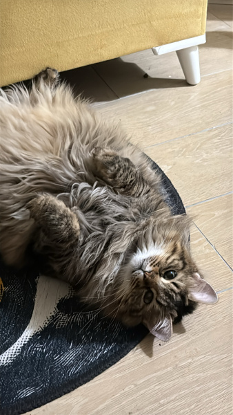 Norwegian Forest, Kedi  Puffy fotoğrafı