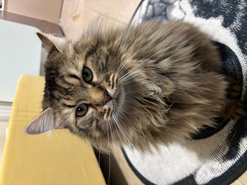 Norwegian Forest, Kedi  Puffy fotoğrafı