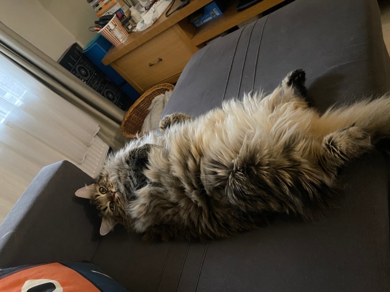 Norwegian Forest, Kedi  Puffy fotoğrafı