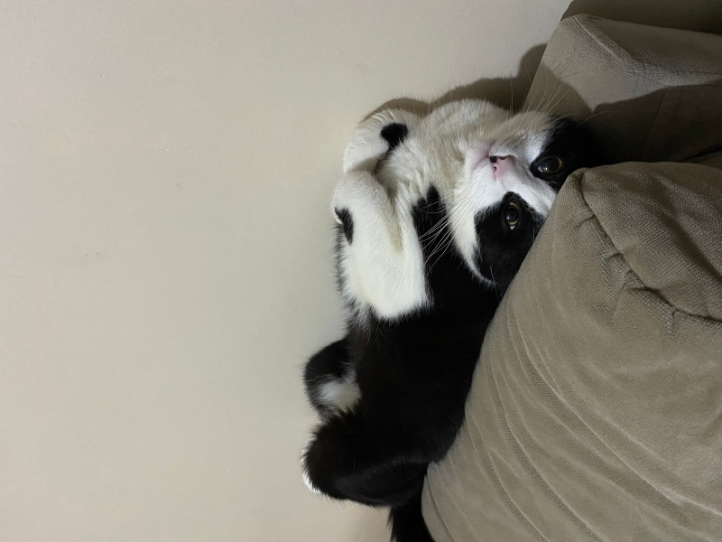 British Shorthair, Kedi  Tarçın fotoğrafı