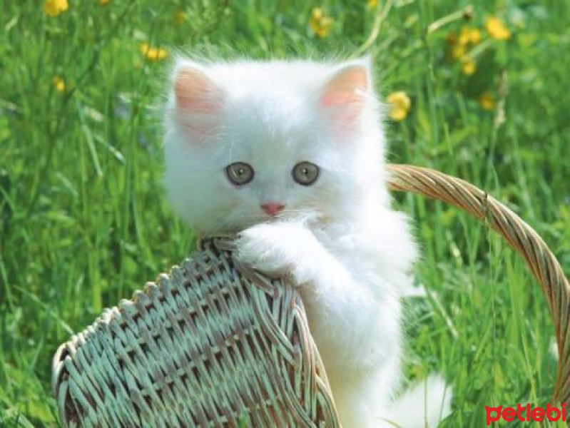 Chinchilla, Kedi  limon fotoğrafı