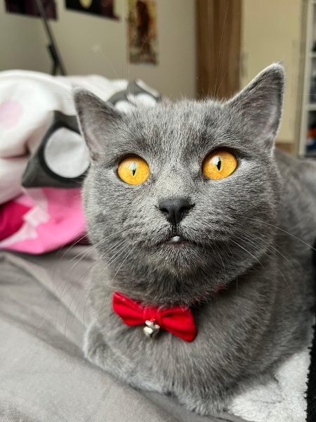 Brazilian Shorthair, Kedi  Zeytin fotoğrafı