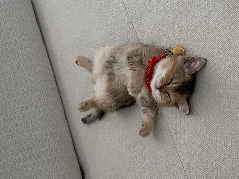 British Shorthair, Kedi  Tink fotoğrafı