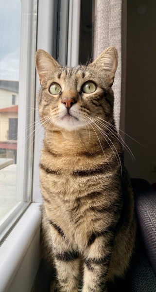 Tekir Kedi, Kedi  Boncuk fotoğrafı