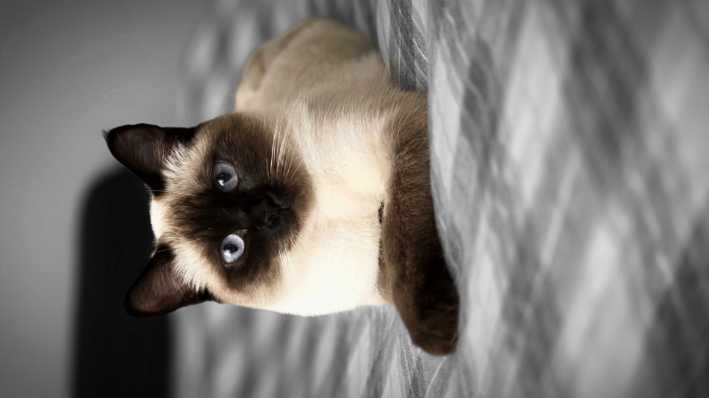 Siyam Kedisi, Kedi  Hera fotoğrafı