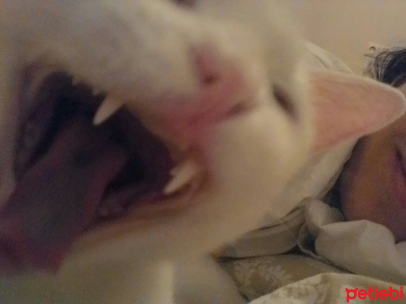 Ankara Kedisi, Kedi  Şanik fotoğrafı