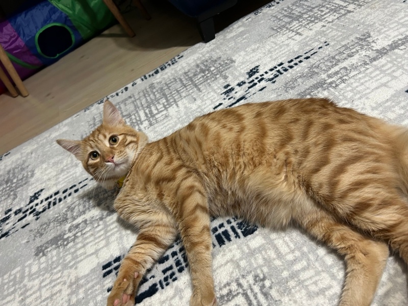 Sarman, Kedi  Aslan fotoğrafı