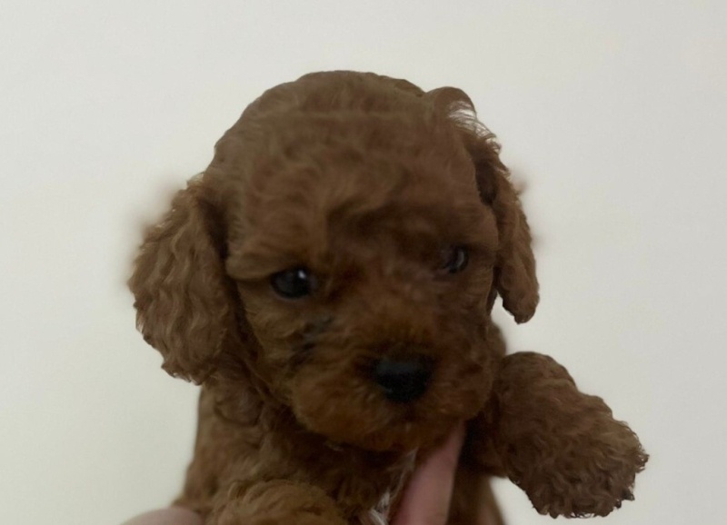 Poodle (Minyatür Kaniş), Köpek  Dino fotoğrafı