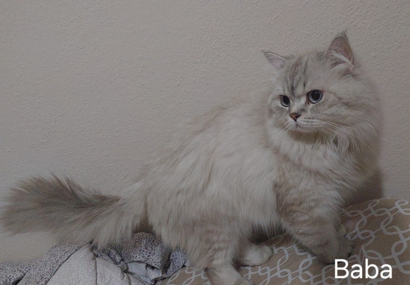 Chinchilla, Kedi  Yuki fotoğrafı