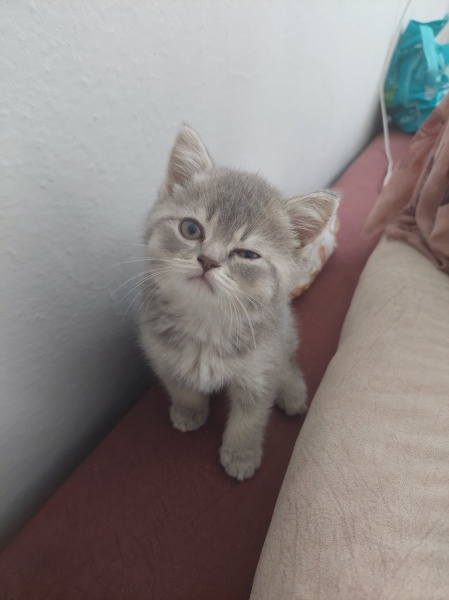 Scottish Fold, Kedi  Şaşkın fotoğrafı