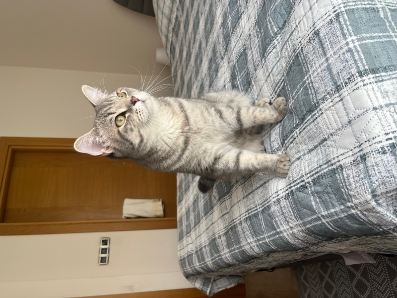 British Shorthair, Kedi  Leo fotoğrafı