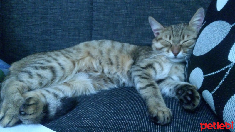 Tekir Kedi, Kedi  Karamel fotoğrafı
