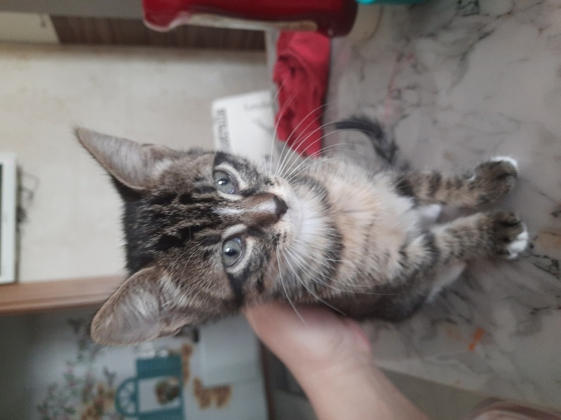 Tekir Kedi, Kedi  Gece fotoğrafı