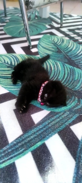 Scottish Fold, Kedi  scottish fold erkek 2 aylık fotoğrafı