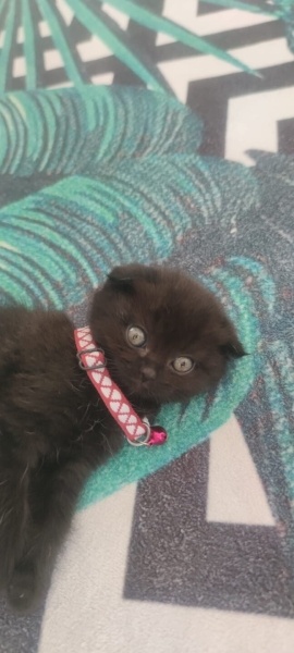 Scottish Fold, Kedi  scottish fold erkek 2 aylık fotoğrafı