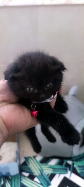 Scottish Fold, Kedi  scottish fold erkek 2 aylık fotoğrafı