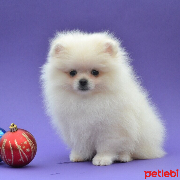 Pomeranyalı, Köpek  Pomeranian fotoğrafı