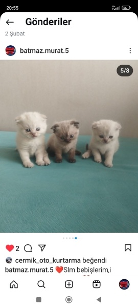 British Shorthair, Kedi  Karamel fotoğrafı
