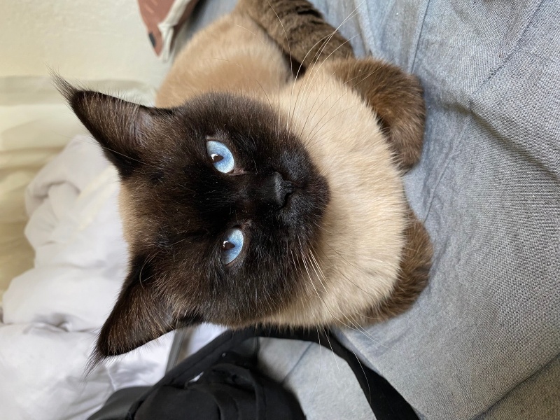 Brazilian Shorthair, Kedi  beroş fotoğrafı